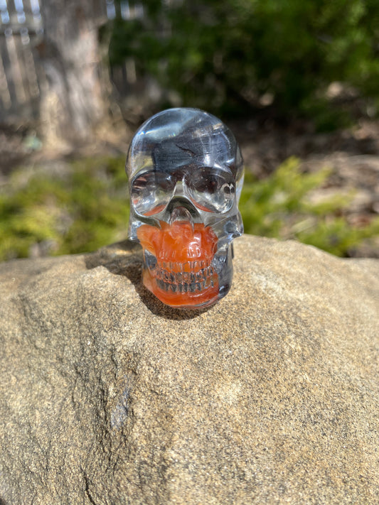 Vigo Skull